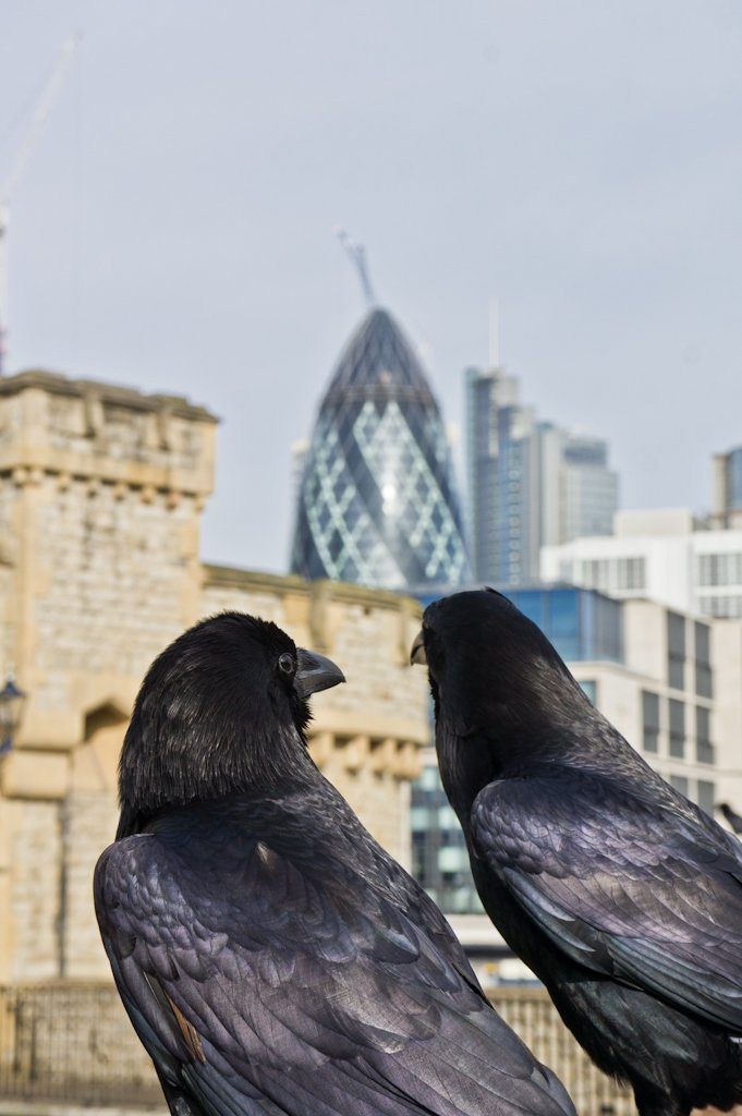 Bezoek de Tower of London en Ontbijt met de Raven! || The London Tester