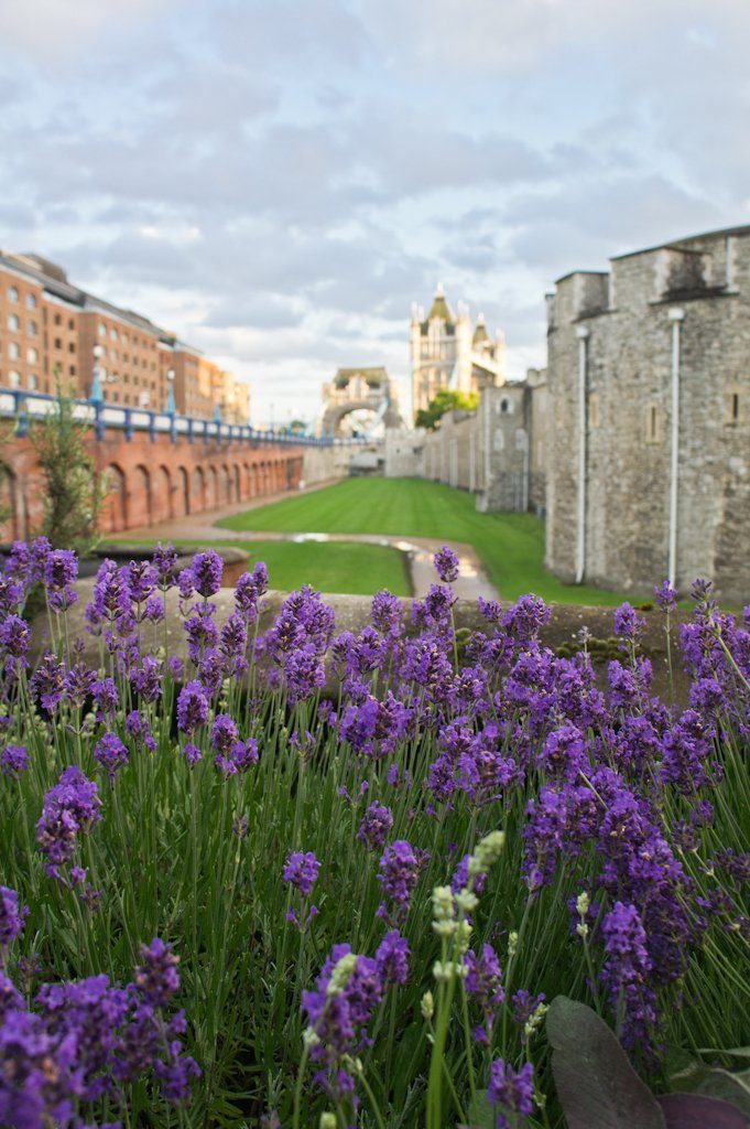 Bezoek de Tower of London en Ontbijt met de Raven! || The London Tester