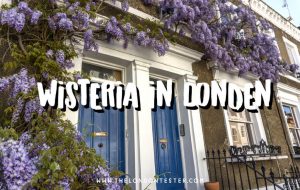 Beste Plekken om Wisteria in Londen te Zien: Notting Hill, Kensington & Chelsea || The London Tester