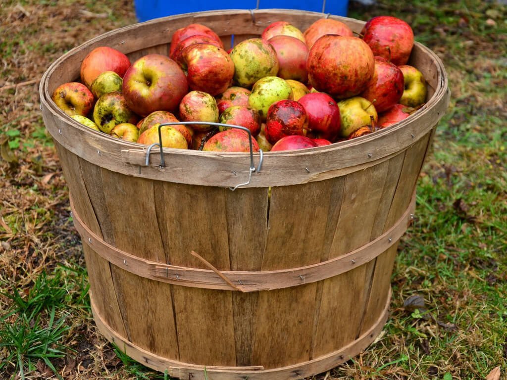 Uitgebreide Gids over Cider || The London Tester