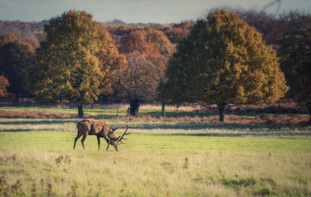 Wat te Doen in Londen als je Vaker Geweest Bent? 10 Unieke Ideeën Voor Je Londen Bucket List! || The London Tester