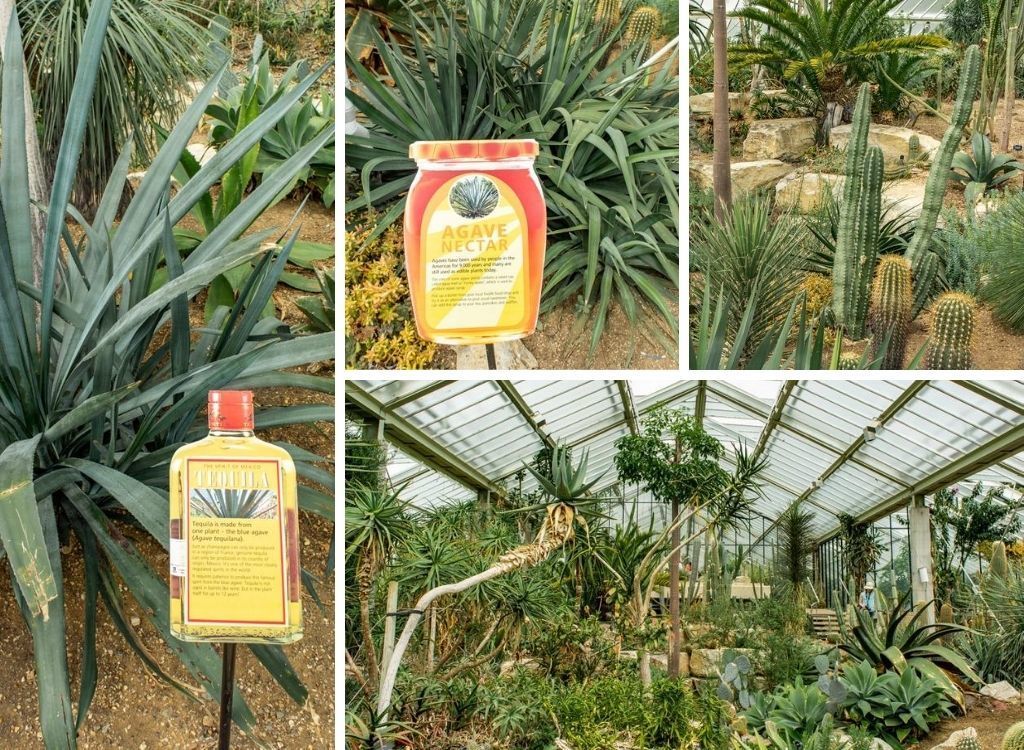 KEW Gardens: Een van de Mooiste Botanische Tuinen Londen || The London Tester