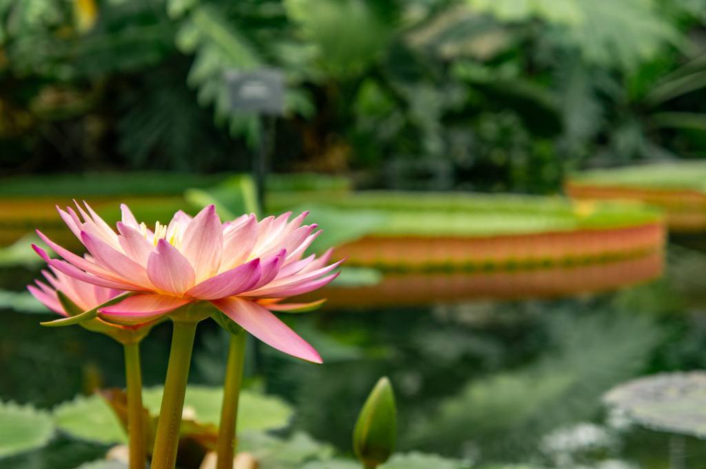 KEW Gardens: Een van de Mooiste Botanische Tuinen Londen || The London Tester