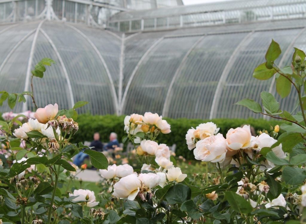 KEW Gardens: Een van de Mooiste Botanische Tuinen Londen || The London Tester