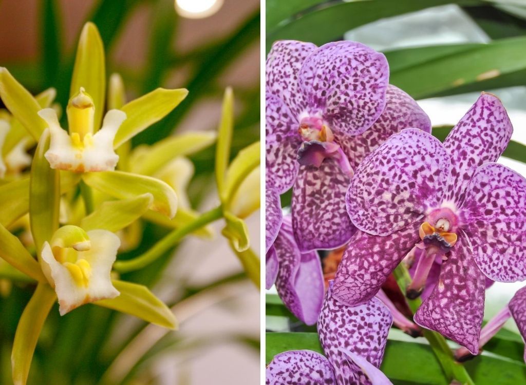 KEW Gardens: Een van de Mooiste Botanische Tuinen Londen || The London Tester
