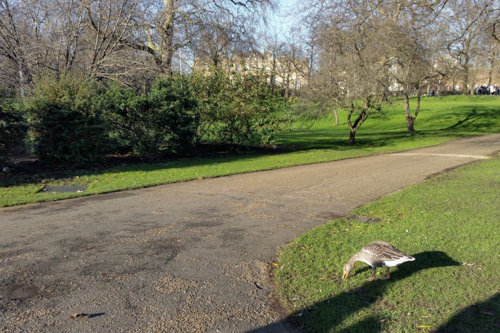 Een verdwaalde gans in St James’s Park
