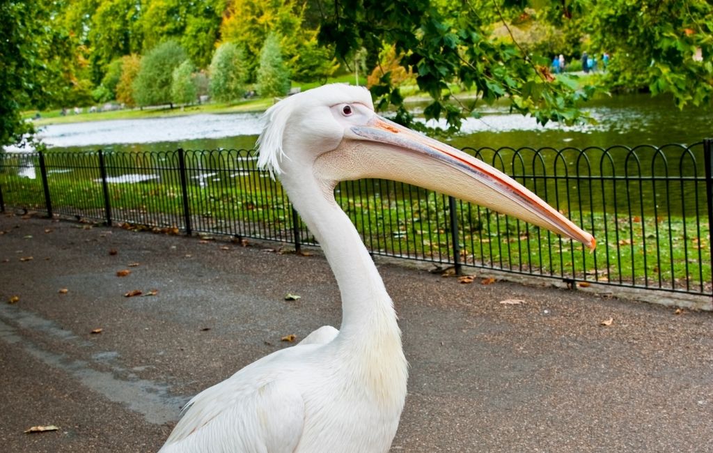 Pelikanen in St James’s Park, Londen