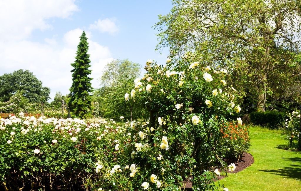 Queen Mary's Garden