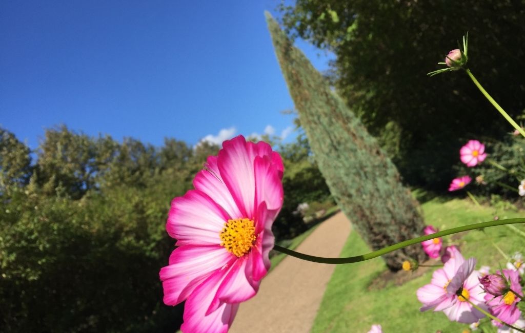 Regent's Park Bloemen