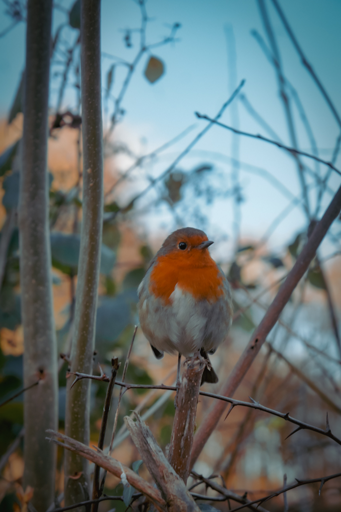 Thema Herfst: Woordenlijst Engels (Gratis Download) || The London Tester